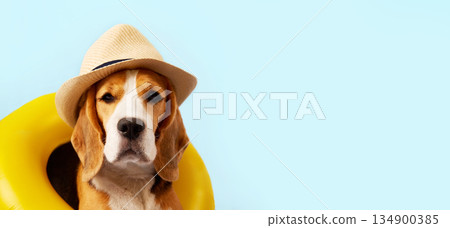 A beagle dog in a straw hat and a swimming circle on a blue background. 134900385