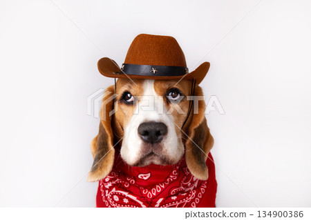 A beagle dog is dressed in a cowboy hat and a red bandana A beagle dog is dressed in a cowboy hat and a red bandana 134900386
