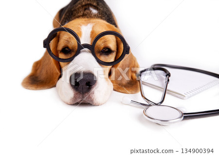 A beagle dog with glasses and a stethoscope lies on a white isolated background A beagle dog with glasses and a stethoscope lies on a white isolated background 134900394