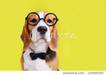 A beagle dog with round glasses and a bow tie on a yellow isolated background. A beagle dog with round glasses and a bow tie on a yellow isolated background. 134900395