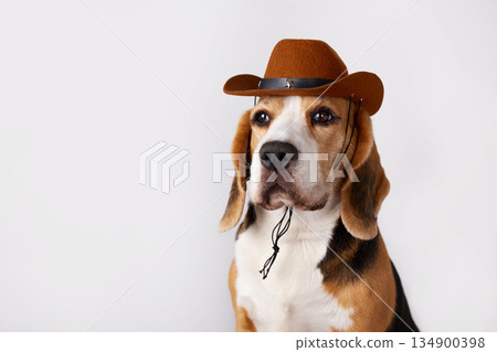 Beagle dog wearing cowboy hat poses for a fun portrait in a studio setting Beagle dog wearing cowboy hat poses for a fun portrait in a studio setting 134900398