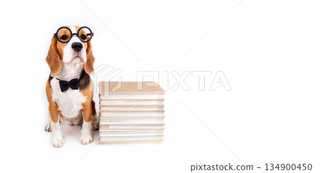 A beagle dog with glasses and a bow tie 134900450