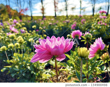 Dahlias blooming in the flowerbed Dahlias blooming in the flowerbed 134900498