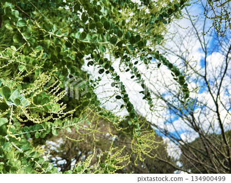 Blue sky and pearl acacia Blue sky and pearl acacia 134900499