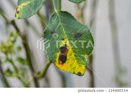 Black spot occurs on yellow rose leaves. Black spot reduces the plant's ability to photosynthesize, weakening it and making it prone to winter damage. 134900554