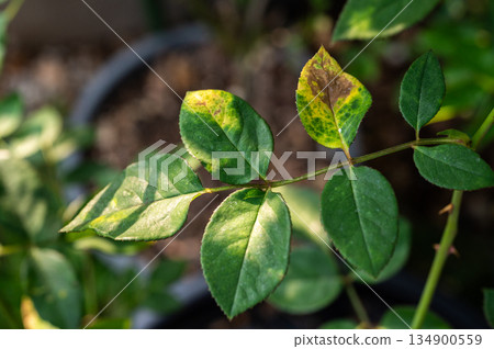 Black spot occurs on yellow rose leaves. Black spot reduces the plant's ability to photosynthesize, weakening it and making it prone to winter damage. 134900559