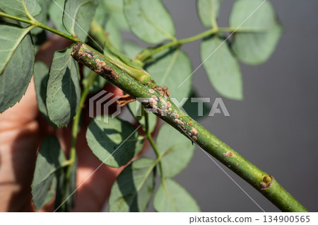 Close up of rose scale (called Aulacaspis rosae) on a rose cane. Rose scale can cause cane decline or twig dieback.  134900565