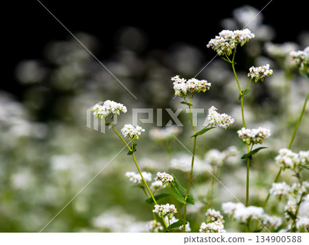 Cute white buckwheat flowers in full bloom 134900588
