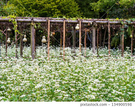 Cute white buckwheat flowers in full bloom 134900598