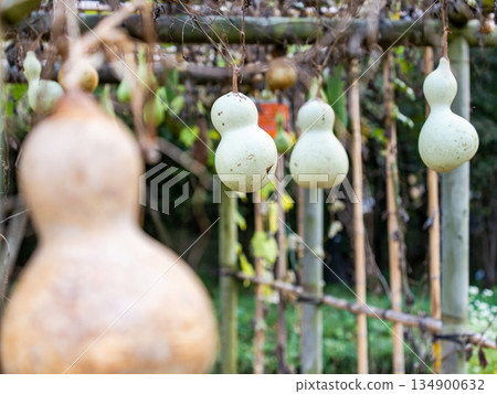 Late autumn gourds Late autumn gourds 134900632