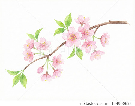 櫻花系列：用透明水彩顏料（一點顏料）繪製的新鮮綠色植物和櫻花枝條 134900655