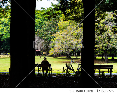 Autumn park scenery: The frame effect of the silhouette of a large tree 134900780