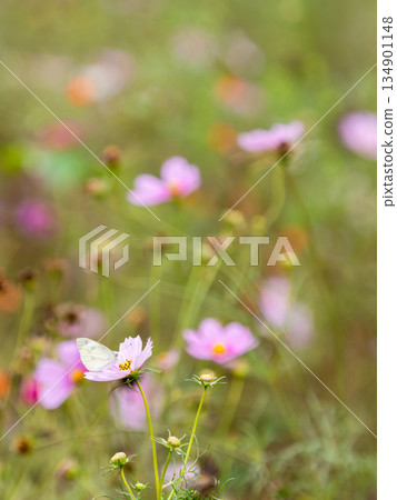 Colorful, beautiful cosmos and cabbage white butterflies Colorful, beautiful cosmos and cabbage white butterflies 134901148