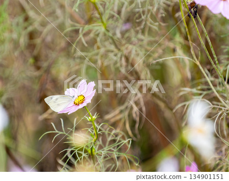 Colorful, beautiful cosmos and cabbage white butterflies Colorful, beautiful cosmos and cabbage white butterflies 134901151