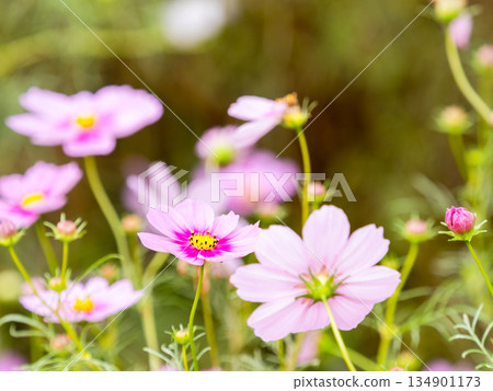 Colorful and beautiful cosmos Colorful and beautiful cosmos 134901173