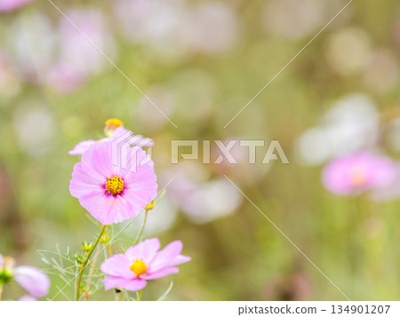 Colorful and beautiful cosmos Colorful and beautiful cosmos 134901207