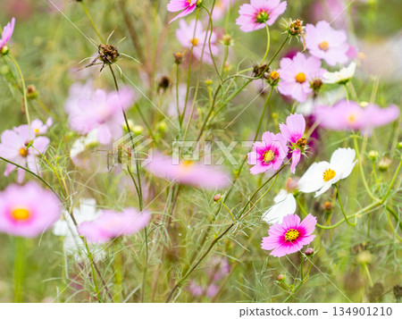 Colorful and beautiful cosmos 134901210