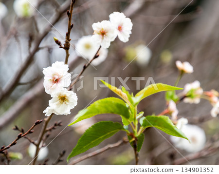 The cute Kofuku cherry blossoms bloom in full bloom in autumn The cute Kofuku cherry blossoms bloom in full bloom in autumn 134901352