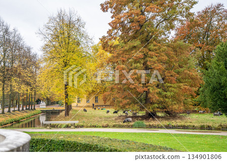 Sheep grazing in the meadow. Alley of trees in autumn park in Potsdam Germany. Old plant garden Sheep grazing in the meadow. Alley of trees in autumn park in Potsdam Germany. Old plant garden 134901806