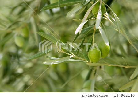 Olive tree with green fruits in Spain Olive tree with green fruits in Spain 134902116