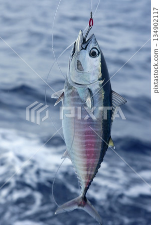 Blue fin bluefin tuna catch and release 134902117