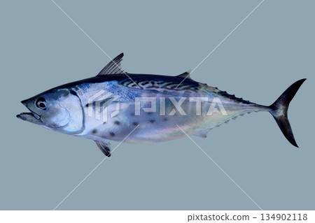 Little tunny catch tuna fish seafood Little tunny catch tuna fish seafood 134902118