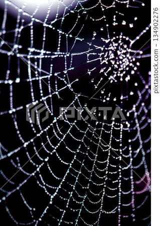 Spooky spiderweb spider web with water droplets close up background Spooky spiderweb spider web with water droplets close up background 134902276