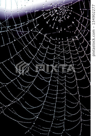 Spooky spiderweb spider web with water droplets close up background Spooky spiderweb spider web with water droplets close up background 134902277