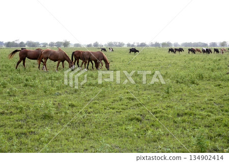 Horser view outdoors eating grass in the meadow landscape Horser view outdoors eating grass in the meadow landscape 134902414