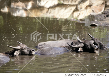 Water buffalos sinking on brown  lake 134902417