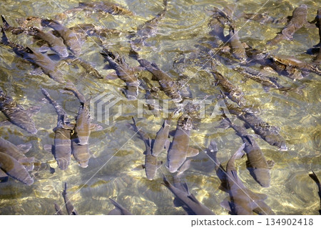 Barbel shoal of fish in a crowded river surface 134902418