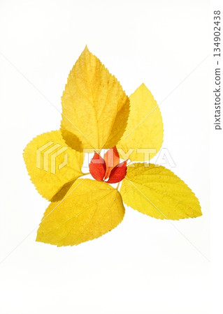 Autumn, fall leaves decorative still at studio white background 134902438