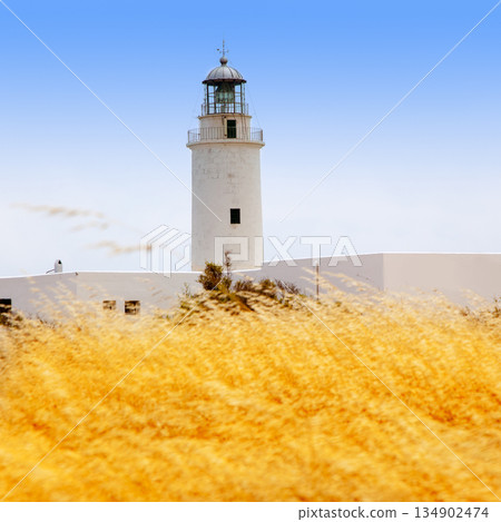 La Mola lighthouse in formentera with golden grass 134902474