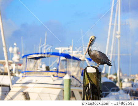 Fort Lauderdale Pelican bird in marina Florida 134902592