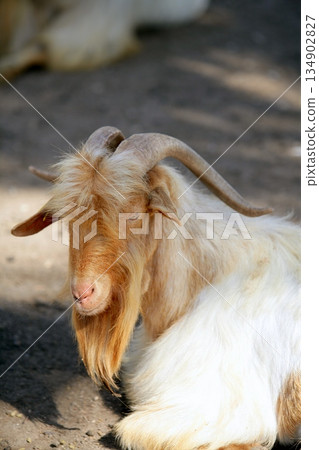Goat portrait redhead and white wool colors Goat portrait redhead and white wool colors 134902827
