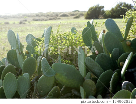 Nopal plant in the mediterranean area Nopal plant in the mediterranean area 134902832