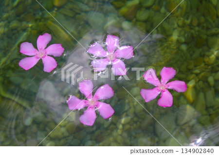 Oleander pink flowers floating in natural freshwater Oleander pink flowers floating in natural freshwater 134902840