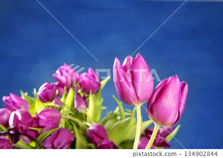 tulips pink flowers on blue studio background 134902844