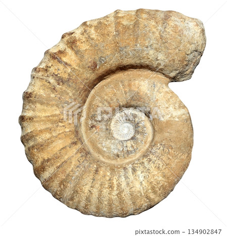 fossil spiral snail stone real ancient petrified shell fossil spiral snail stone real ancient petrified shell 134902847