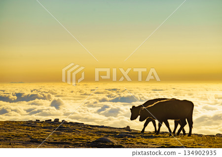 Cows on pasture in mountains, Portugal. 134902935