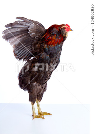 Male Rooster Araucana Easter egger breed Male Rooster Araucana Easter egger breed 134902980