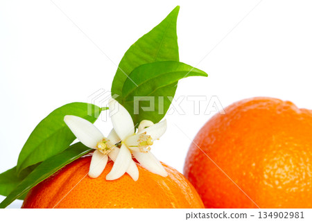 Oranges with orange blossom flowers on white Oranges with orange blossom flowers on white 134902981