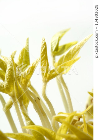 Soy bean outbreak. Life growing from seed 134903029