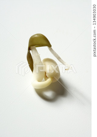 Soy bean outbreak. Life growing from seed 134903030