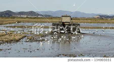 Rice tractor, wet rice fields and seagulls Rice tractor, wet rice fields and seagulls 134903031