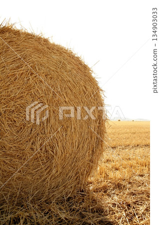 Hay round bale of dried wheat cereal Hay round bale of dried wheat cereal 134903033