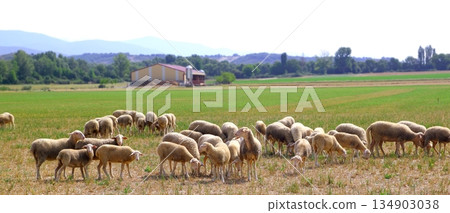 sheep flock grazing meadow in grass field sheep flock grazing meadow in grass field 134903038