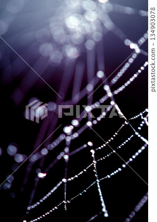 Spooky spiderweb spider web with water droplets close up background Spooky spiderweb spider web with water droplets close up background 134903078