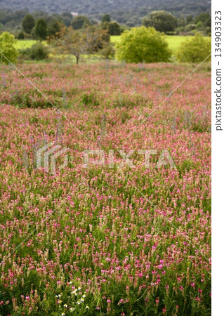 Beautiful Vicia Tinctoria pink flower plant used for natural dye Beautiful Vicia Tinctoria pink flower plant used for natural dye 134903323