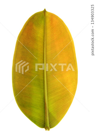 ficus green leaf in vibrant green, white studio background ficus green leaf in vibrant green, white studio background 134903325